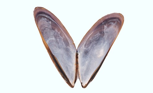 Modern Shell Mussel 3d model