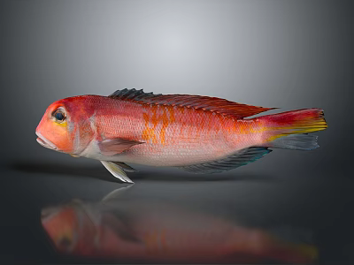Red Aquatic Fish With Orange Yellow Stripes Blue Yellow Fin Edges Gray Background Reflection 3d model