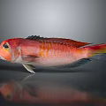 Red Aquatic Fish With Orange Yellow Stripes Blue Yellow Fin Edges Gray Background Reflection