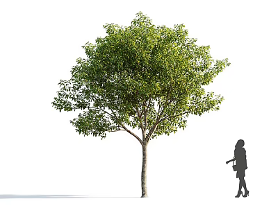 Lush Green Arbor Tree With Dense Foliage And Trunk Near Woman Silhouette 3d model