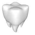 Human Tooth 3D Rendered White Structure with Natural Shape and Root Details 3d model