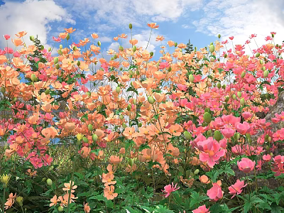Blooming Pink And Orange Flowers With Green Leaves In Garden Under Blue Sky 3d model