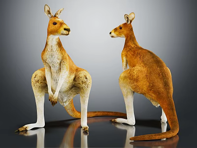 Two Kangaroos Standing On Reflective Surface With Brown And White Fur 3d model