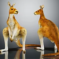 Two Kangaroos Standing On Reflective Surface With Brown And White Fur