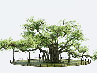 thousand-year-old tree big banyan tree arbor square tree giant tree 3d model