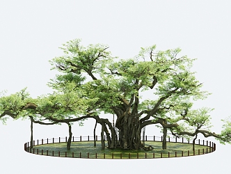 thousand-year-old tree big banyan tree arbor square tree giant tree 3d model