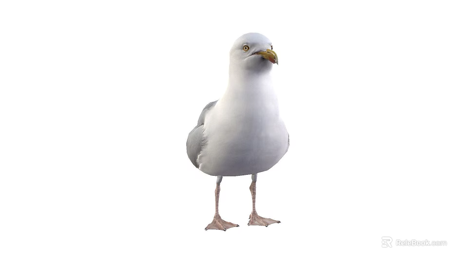 White Seagull With Grey Wings Standing In Natural Posture And Detailed Feathers 3d model 