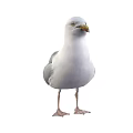 White Seagull With Grey Wings Standing In Natural Posture And Detailed Feathers