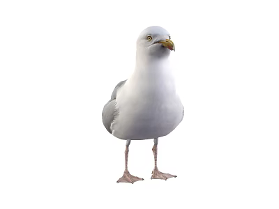 White Seagull With Grey Wings Standing In Natural Posture And Detailed Feathers 3d model