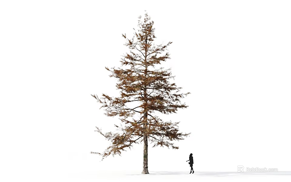 Tall Arbor With Straight Trunk And Brown Leaves Against White Background With Person Walking 3d model 