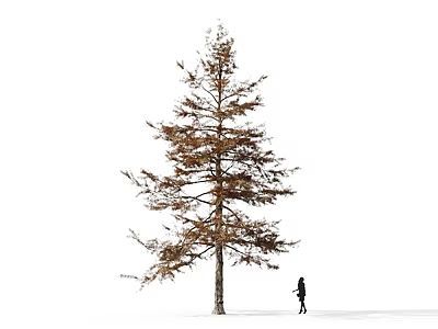 Tall Arbor With Straight Trunk And Brown Leaves Against White Background With Person Walking 3d model