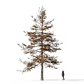 Tall Arbor With Straight Trunk And Brown Leaves Against White Background With Person Walking