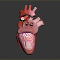 Heart Heart Model Human Heart Heart Anatomical Organ Human Organ Model Human Organ Human Body 3d model