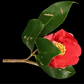 Beautiful Vibrant Red Camellia Flower With Bright Petals Yellow Center And Green Leaves On Branch