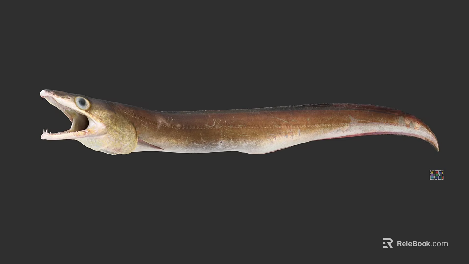 Slender Brown Eel Aquatic Animal With Open Mouth And Long Body 3d model 