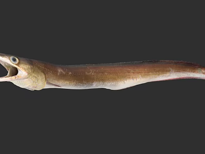 Slender Brown Eel Aquatic Animal With Open Mouth And Long Body 3d model