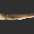 Slender Brown Eel Aquatic Animal With Open Mouth And Long Body
