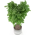 Bonsai Potted Plant With Lush Green Leaves And Twisted Trunk In Metal Pot