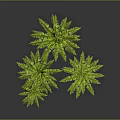 Lush Green Ferns with Feathery Leaves Growing Against Dark Background
