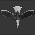 Seagull Flying With Spread Wings White Gray Feathers Yellow Beak On Dark Background