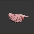 High Quality Medical Anatomical Brain Model With Detailed Organ Structure On Reflective Surface