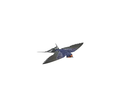 Flying Bird With Blue Feathers And Orange Throat Against White Background In Flight 3d model
