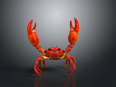 Red Crab with Large Claws Isolated on Reflective Gray Background 3d model