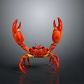 Red Crab with Large Claws Isolated on Reflective Gray Background