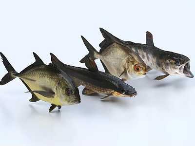 Three Fresh Fish With Detailed Fins And Natural Colors On White Background 3d model