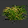 Lush Tropical Shrub Plant With Green And Yellow Foliage Against Gray Background