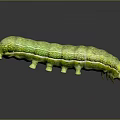 Green Shiny Caterpillar with Segmented Body and Small Legs on Gray Background Showing Clear Reflection