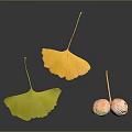 Ginkgo Plant Features Yellow Greenish Leaves And Pink Spotted Fruits Floating On Dark Background
