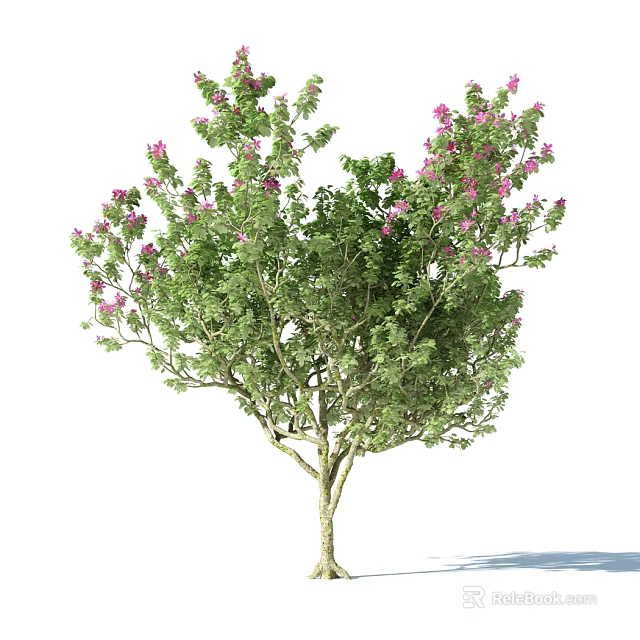 Healthy Flourishing Arbor Tree With Lush Green Foliage And Pink Blossoms 3d model 