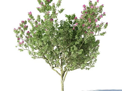 Healthy Flourishing Arbor Tree With Lush Green Foliage And Pink Blossoms 3d model