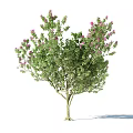 Healthy Flourishing Arbor Tree With Lush Green Foliage And Pink Blossoms