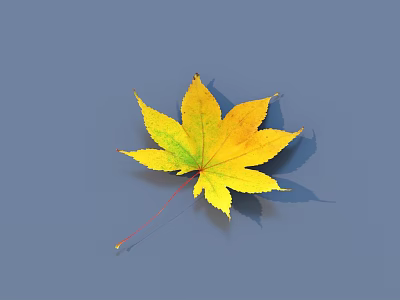 deciduous leaf plant 3d model deciduous leaf plant 3d model