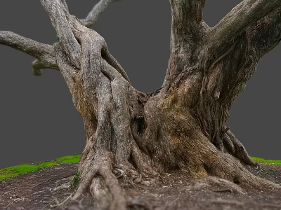 Detailed Rough Wood Texture Of Thick Old Tree Roots With Green Grass And Soil 3d model