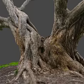 Detailed Rough Wood Texture Of Thick Old Tree Roots With Green Grass And Soil