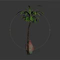 Tall Palm Tree With Green Leaves And Small Red Green Succulent Plant