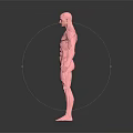 Detailed Medical Device 3D Human Muscle Anatomy Model For Educational Demonstration