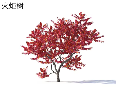 Torch Tree Arbor Featuring Vibrant Red Autumn Foliage And Unique Structure 3d model