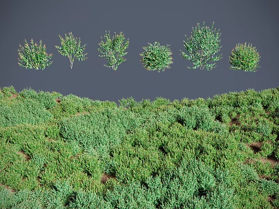 Various Green Plants And Grasses In Different Forms On Natural Terrain 3d model