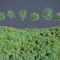 Various Green Plants And Grasses In Different Forms On Natural Terrain