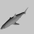 Realistic Gray Shark 3D Model With Open Mouth On Black Background