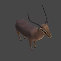 Realistic 3D Antelope Model With Long Curved Horns Standing Isolated On White