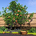 Fruit Bearing Tree with Green Leaves Red Fruits Bamboo Fence and Fruit Basket in Garden