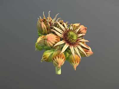 3D Model Flower With Yellow Orange Petals Green Center And Unopened Buds 3d model