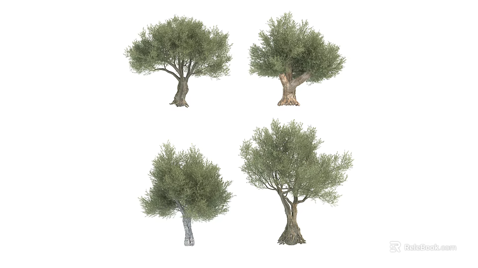 Natural Olive Trees Collection With Lush Green Foliage And Varied Trunk Textures 3d model 