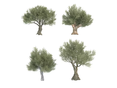 Natural Olive Trees Collection With Lush Green Foliage And Varied Trunk Textures 3d model