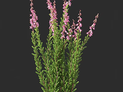Green Shrub With Clustered Pink Flowers And Lush Foliage On Dark Background 3d model